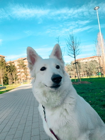 My Swiss White Shepherd at the park